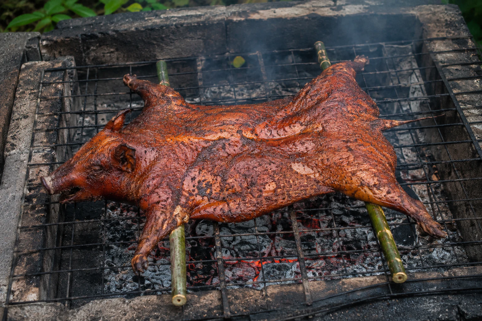 A butterflied whole pig roasting above banked wood coals